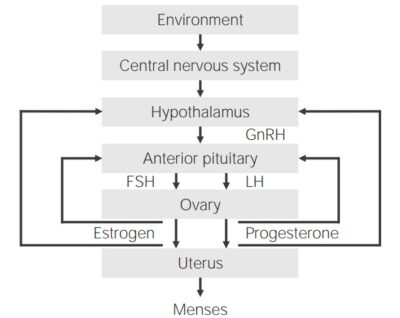 Puberty | Concise Medical Knowledge