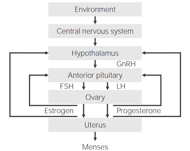 Desenvolvimento do eixo hipotálamo-hipófise-gonadal (hpg) normal em mulheres