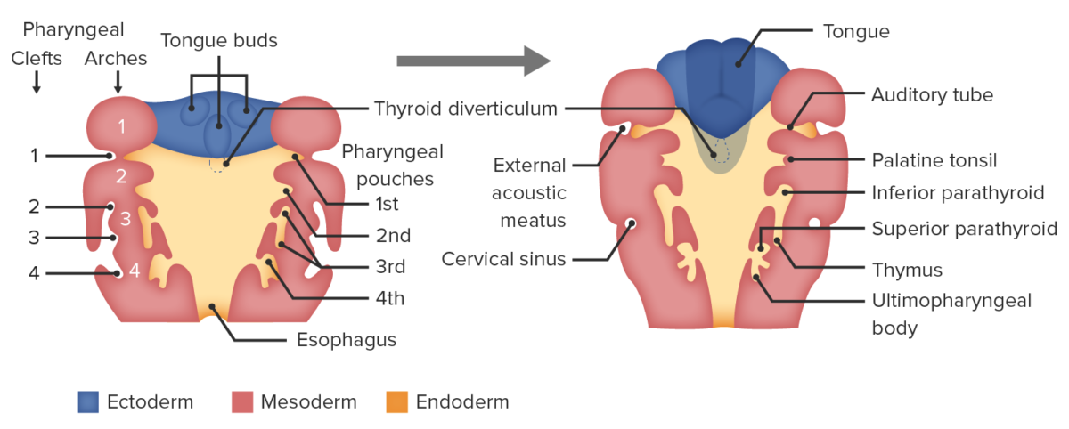 Development of the pharyngeal pouches