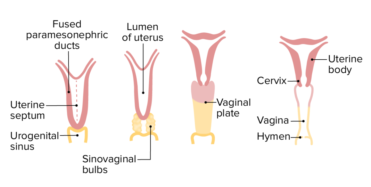 Development of the uterus, cervix, and vagina (anterior view)
