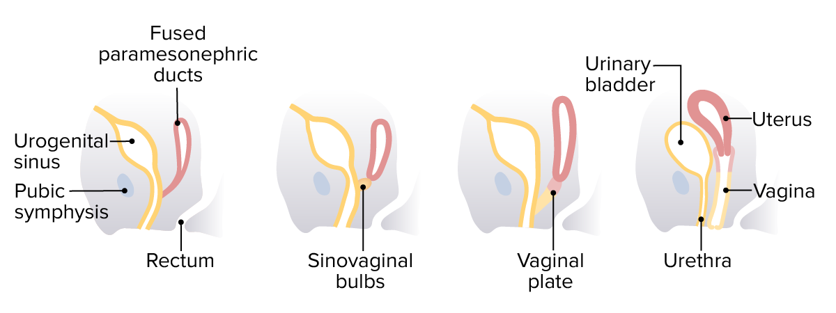 Development of the uterus, cervix, and vagina (lateral view)