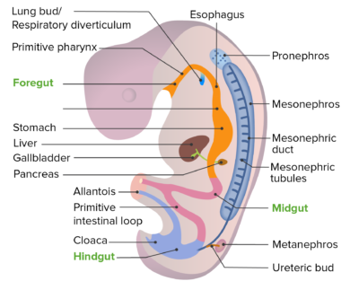 Developmental location of the pronephros, mesonephros, and metanephros in the developing embryo
