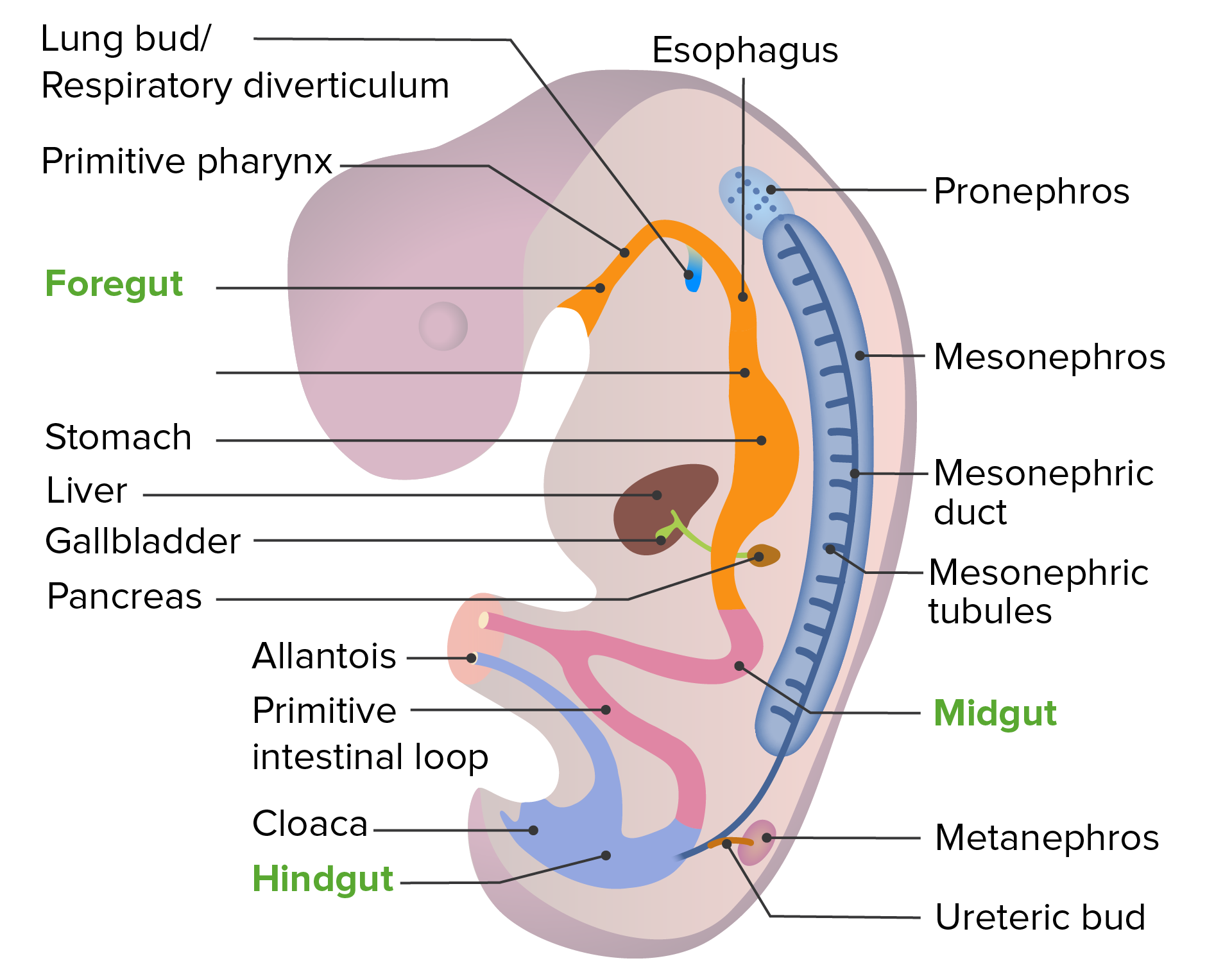 development-of-the-urogenital-system-concise-medical-knowledge