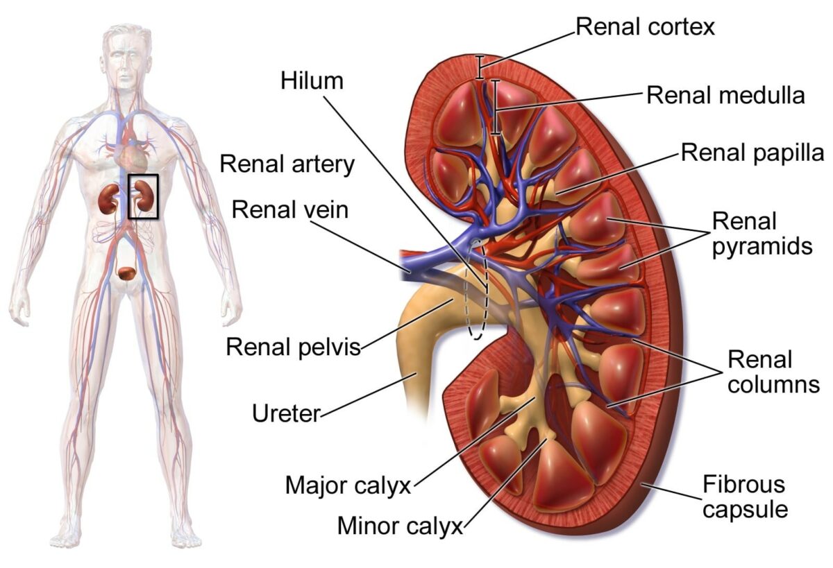 Diagrama que descreve a anatomia renal