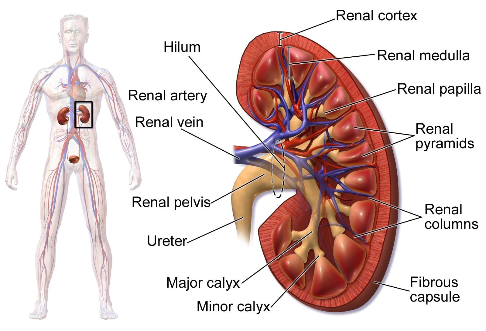 Flank Region of the Anatomy - Trial Exhibits Inc.