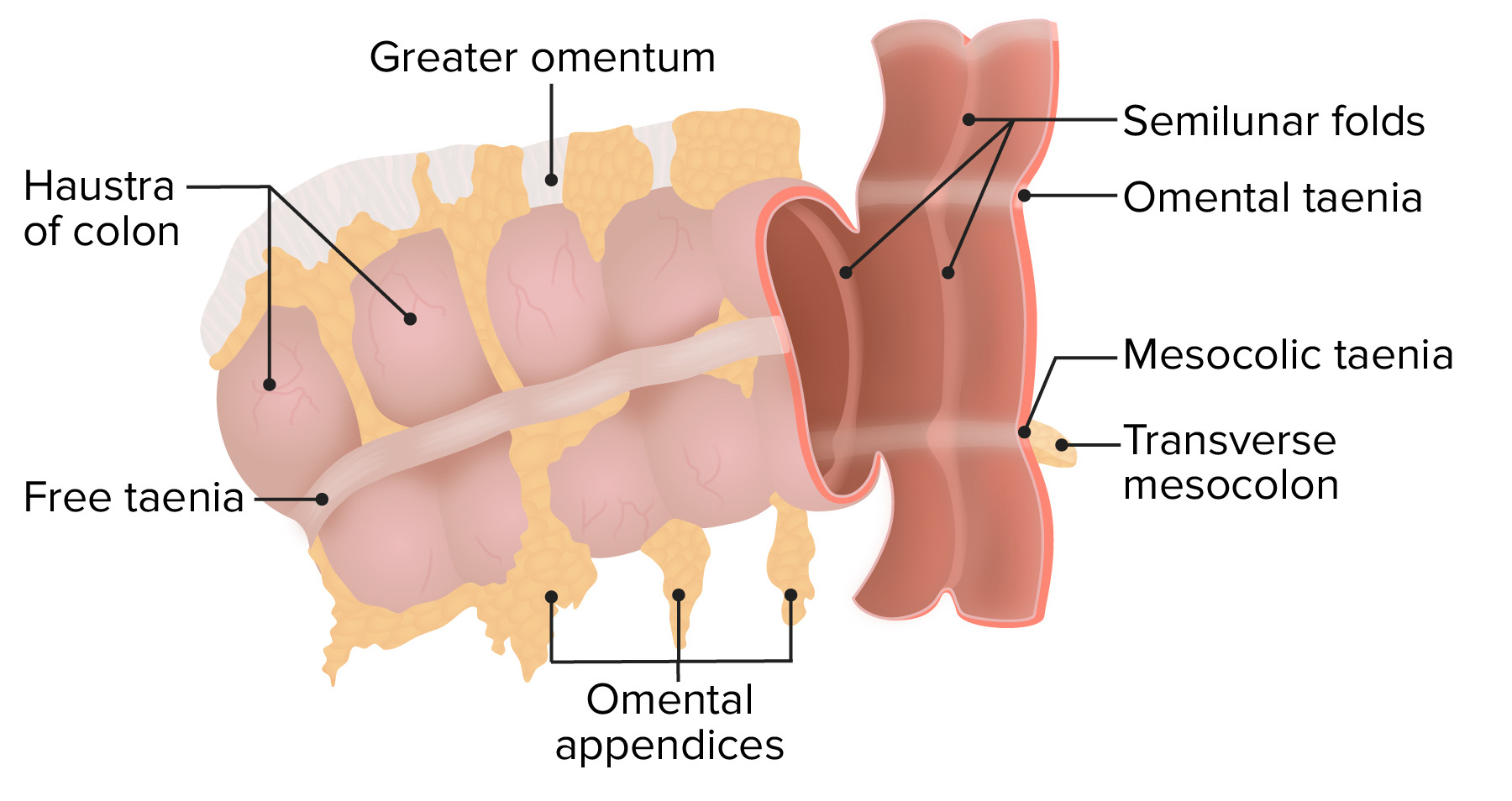 Large intestine with labels for the appendix, cecum, ascending