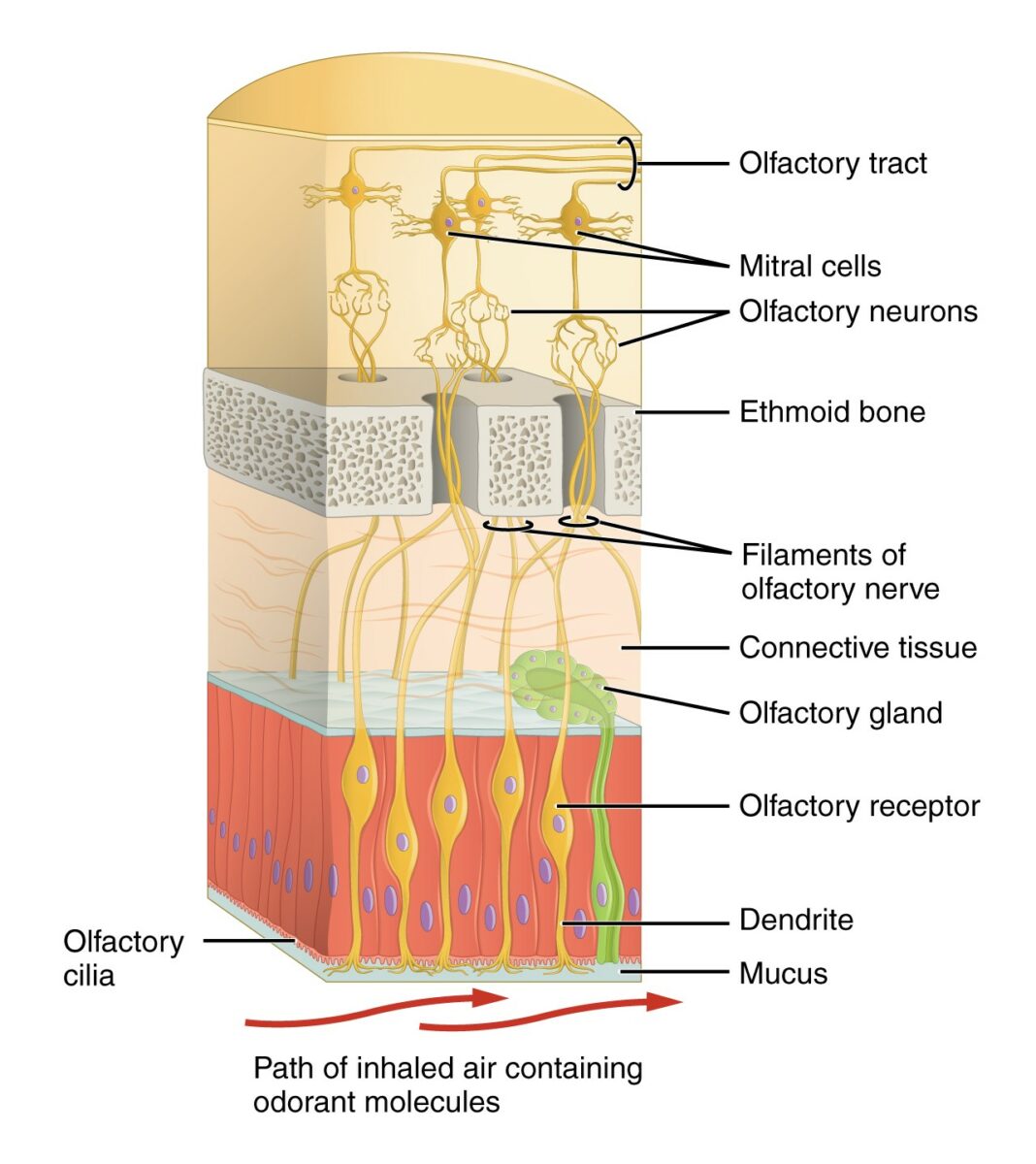 Diagrama que representa las primeras estructuras del sistema olfativo