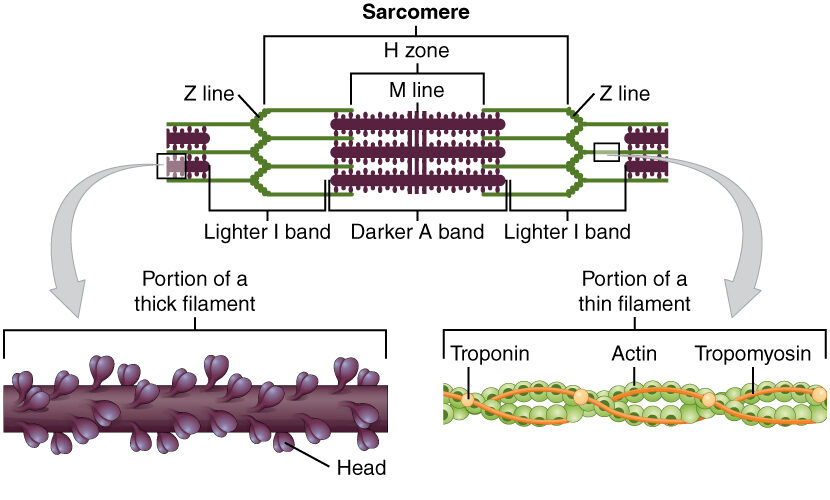 Diagrama que representa la estructura microscópica de sarcómeros, actina y miosina