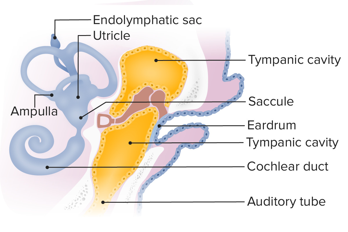 Diagram displaying the auditory tube, which extends from the first pharyngeal pouch