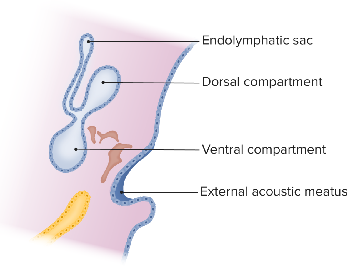 Diagram displaying the development of the otic vesicle into two compartments