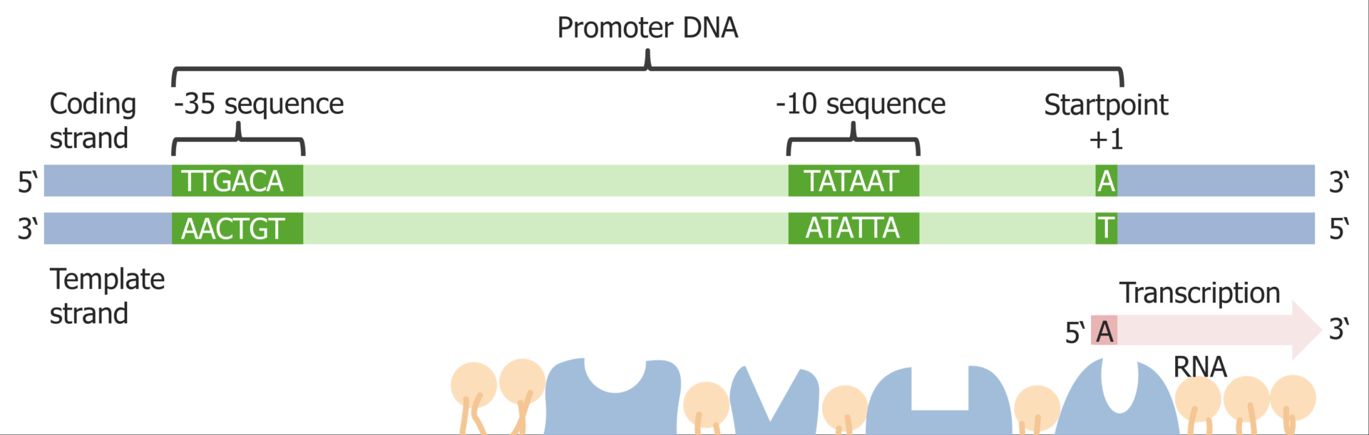 Stages Of Transcription Concise Medical Knowledge
