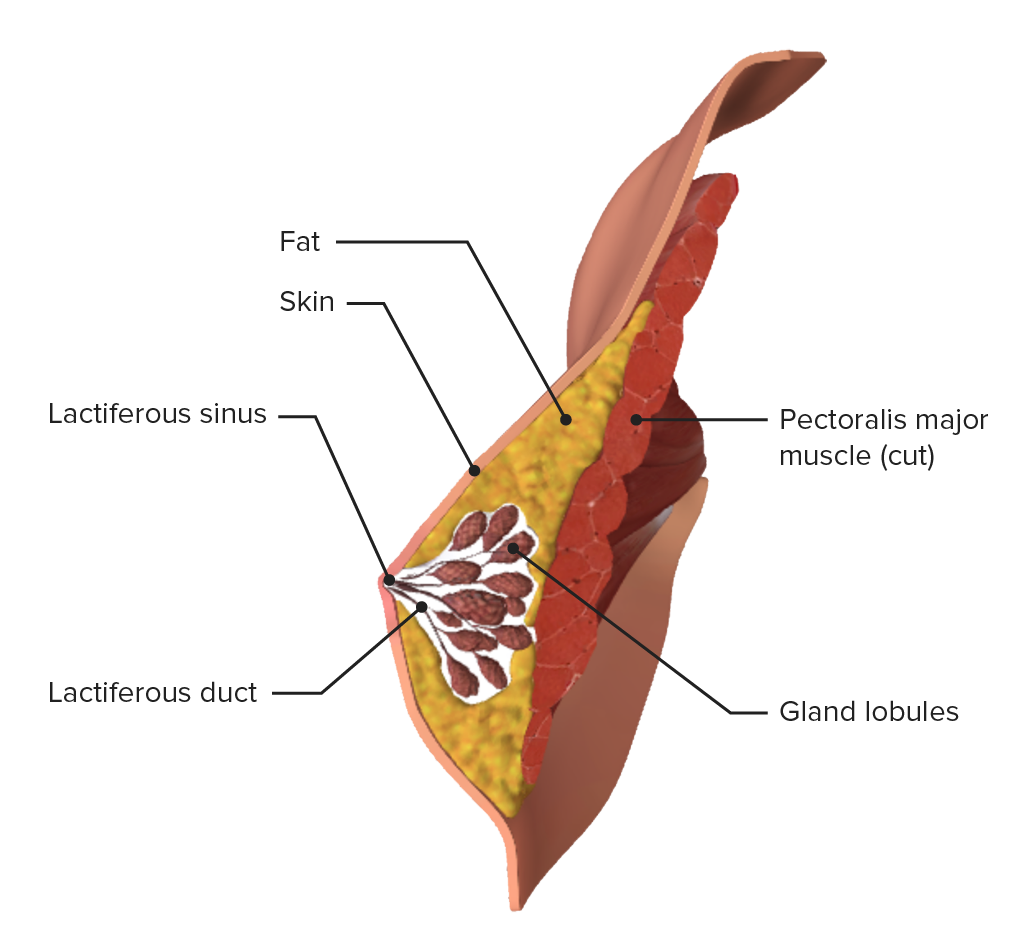 Diagrama de un corte transversal sagital de la mama