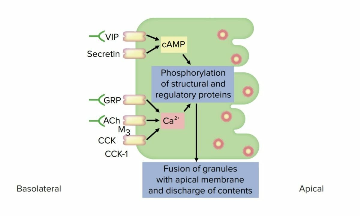 Diagrama de uma célula pancreática exócrina e suas vias de estimulação de secreção