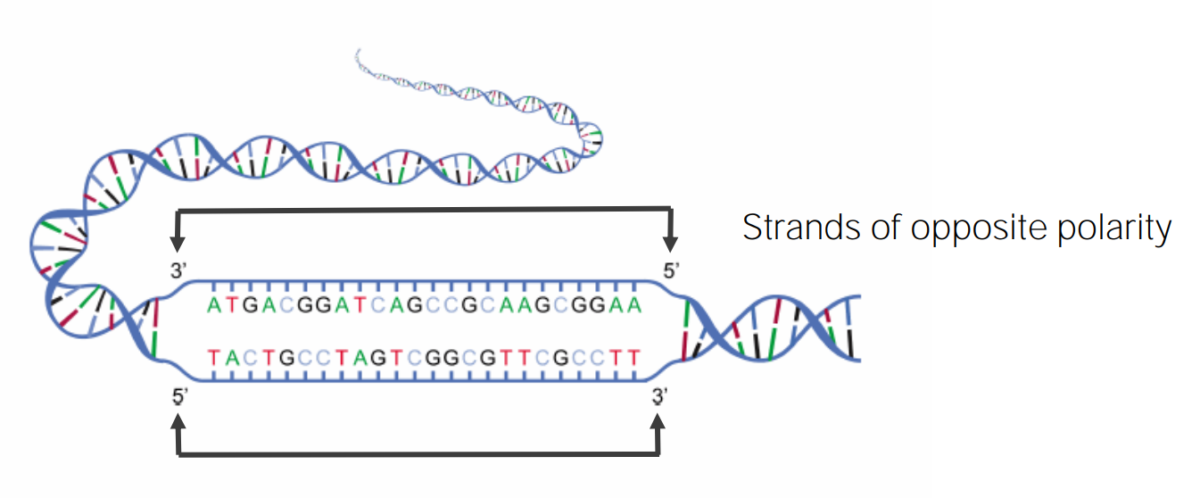 Diagram of the dna double helix
