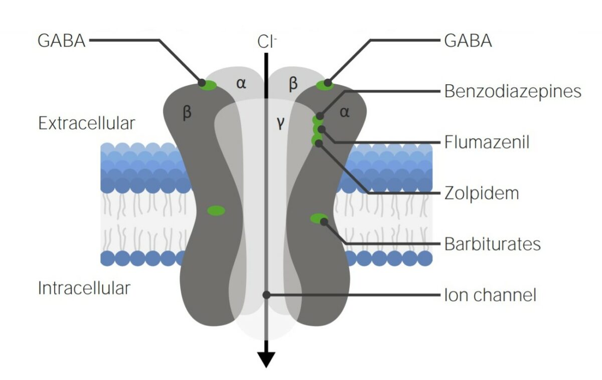 Diagram of the gaba-a receptor