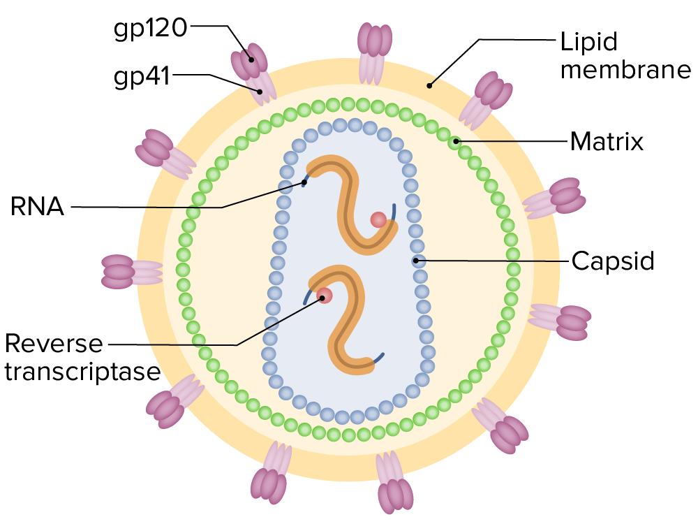 Diagram of the hiv-1 virion