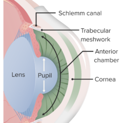 Anatomy of the anterior chamber of the eye
