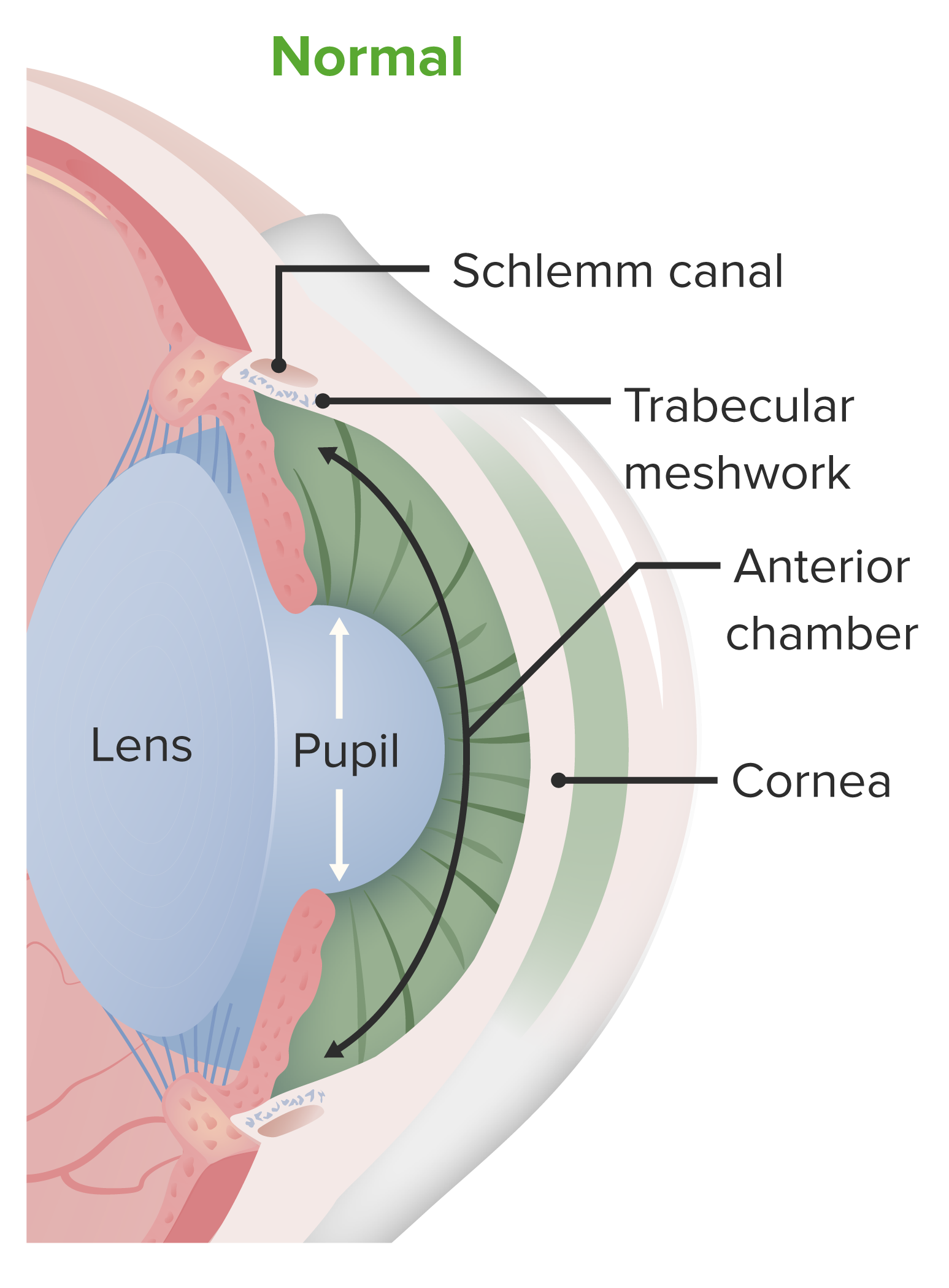 Diagram of the anatomy of the anterior chamber of the eye