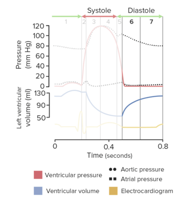 Cardiac Cycle | Concise Medical Knowledge