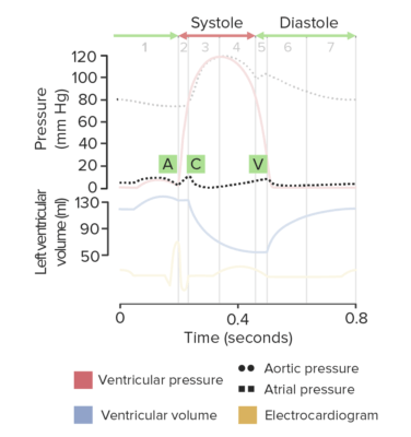 Cardiac Cycle | Concise Medical Knowledge