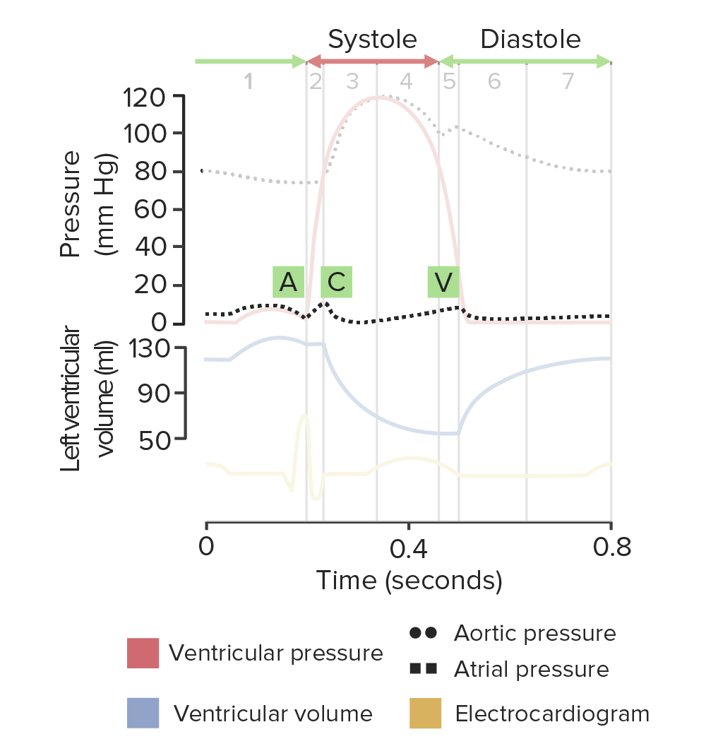 Diagrama del ciclo cardíaco destacando las fases de la diástole auricular