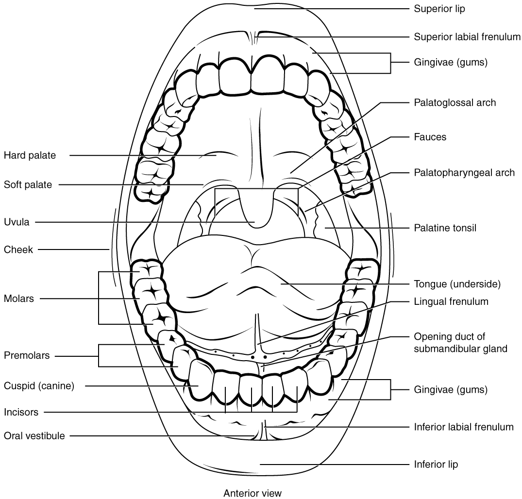 Diagram of the mouth and lips
