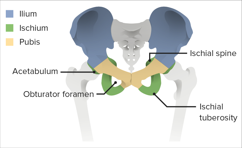 Diagrama de los huesos pélvicos