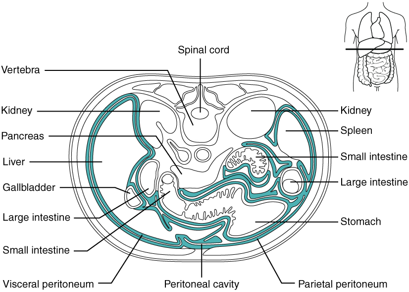 Diagram of the peritoneal cavity
