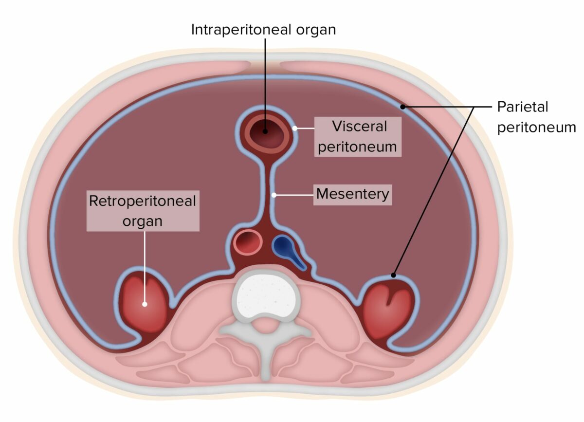 Diagram of the peritoneum