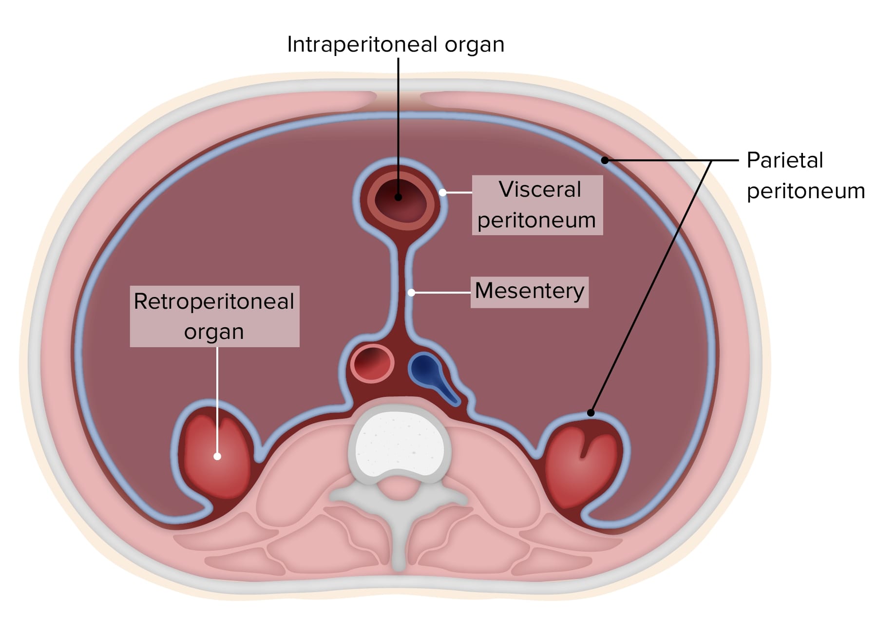 Anatomi Peritoneum