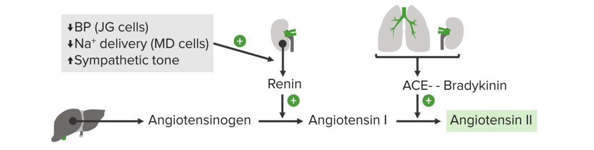 Diagram of the raas