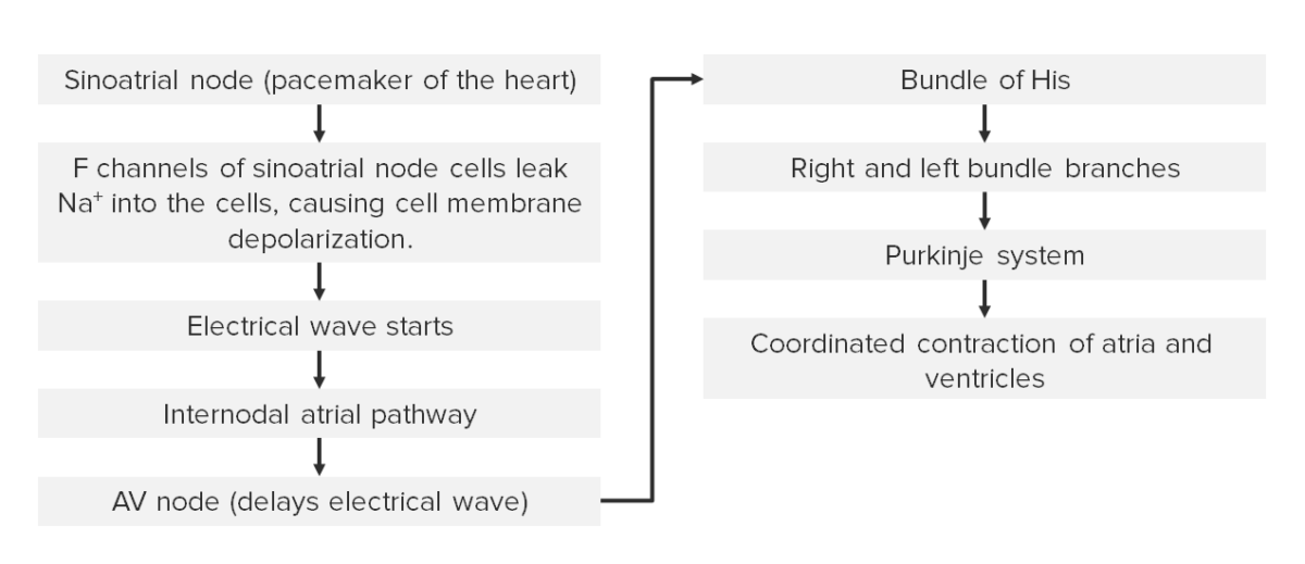 Diagram outlining the electrical pathway of the heart