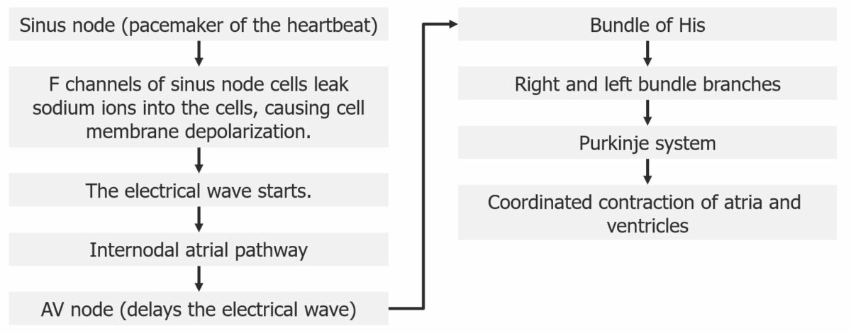 Diagram outlining the electrical pathway through the heart
