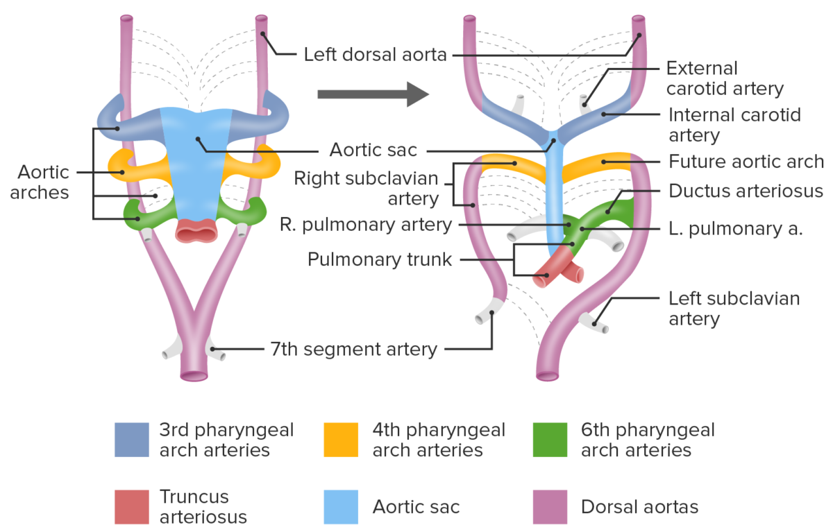 Diagram: pharyngeal aortic arches