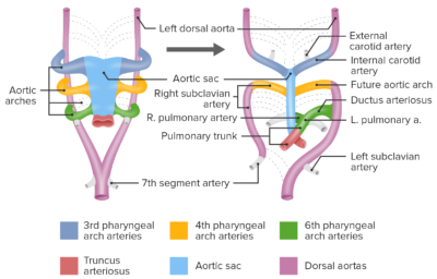 Diagram pharyngeal aortic arches