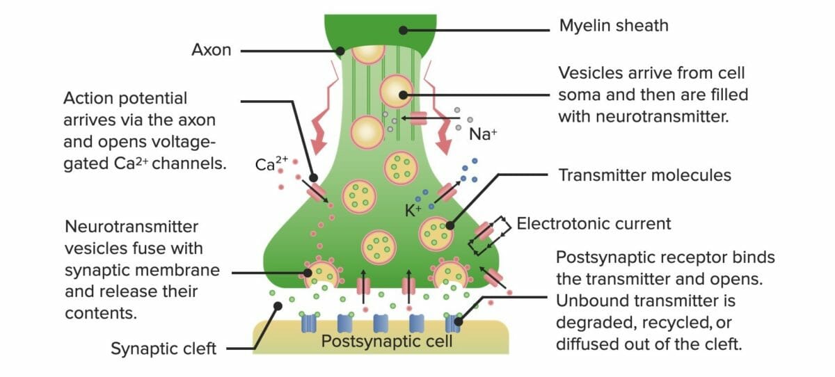 Diagrama mostrando o processo de neurotransmissão