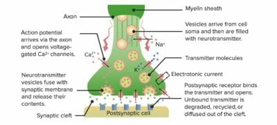 Diagram showcasing the process of neurotransmission