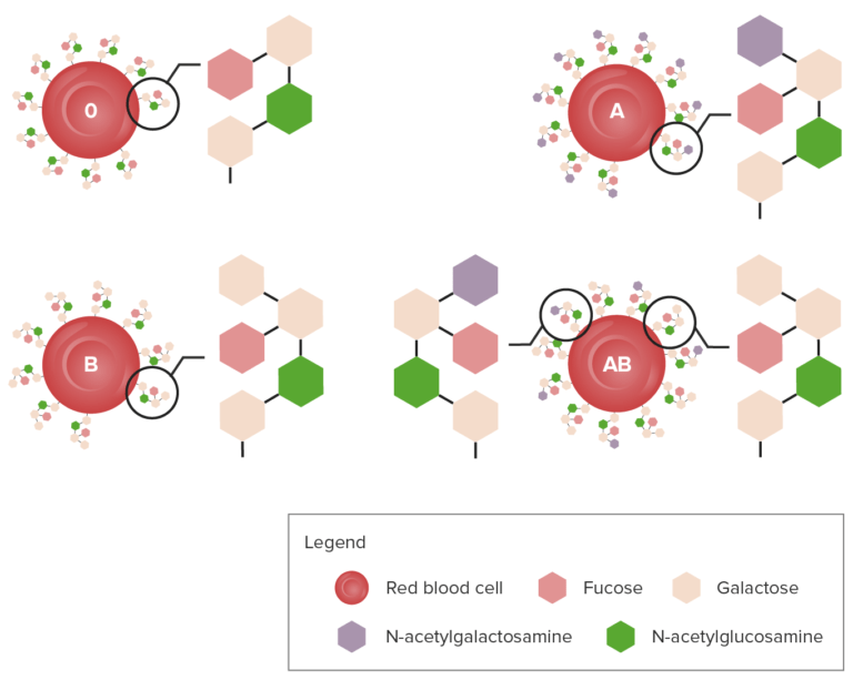 Blood Group Systems | Concise Medical Knowledge