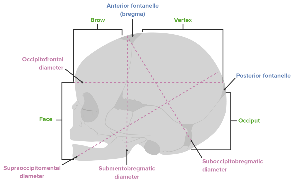 Diameters of the fetal head