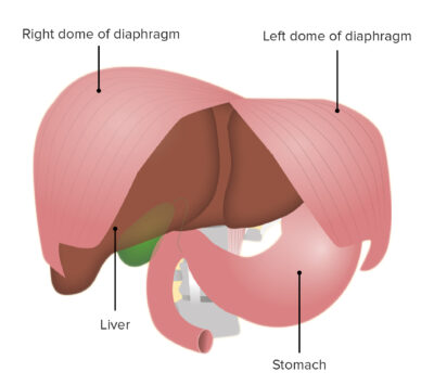 Diaphragm muscle