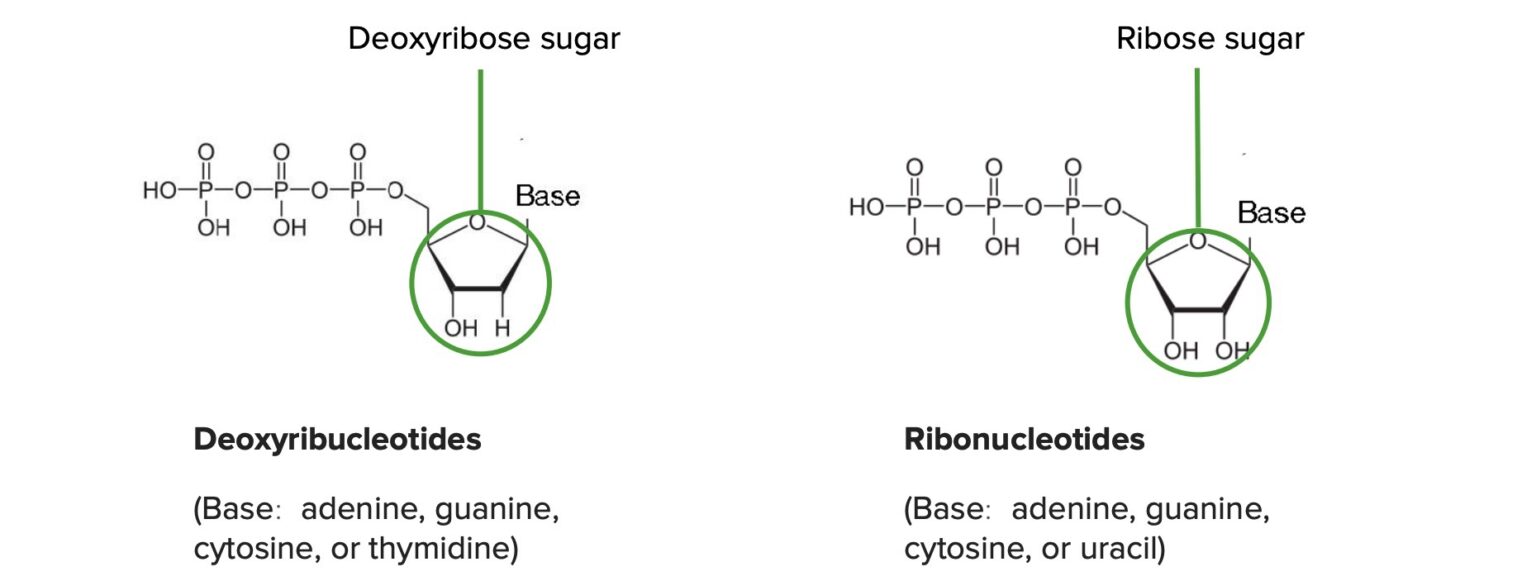 Nucleic Acids Concise Medical Knowledge
