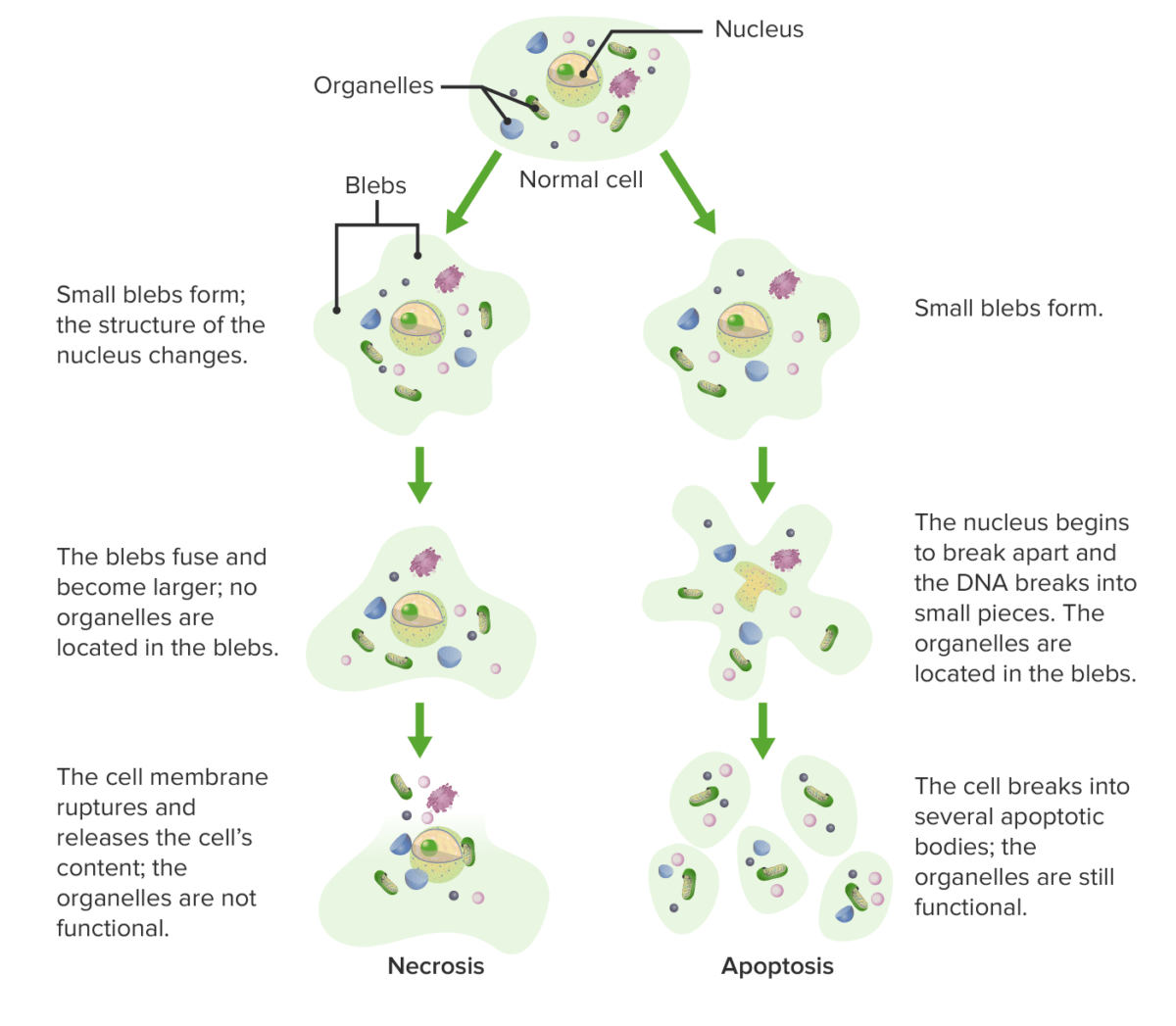 Differences between apoptosis and necrosis at structural level