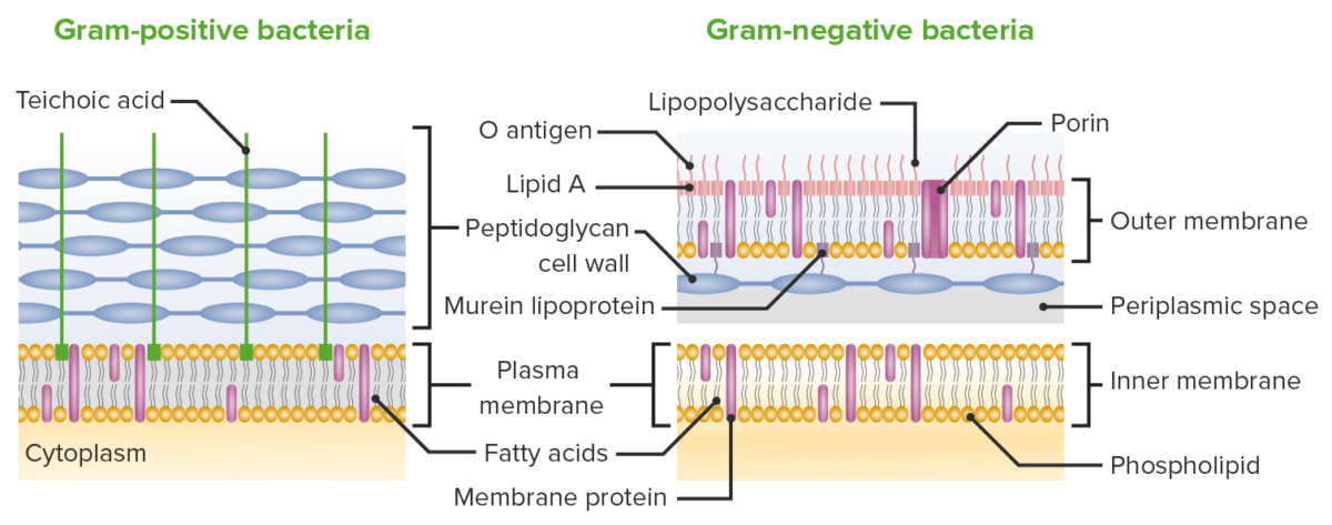 Diferenças entre células de bactérias gram-positivas e gram-negativas