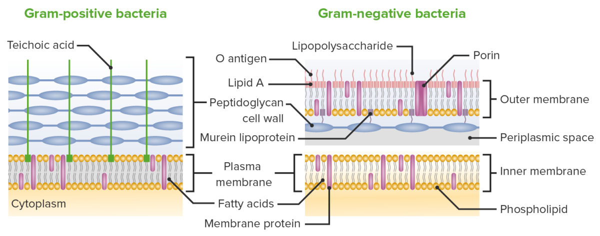 gram positive vs gram negative bacteria lps