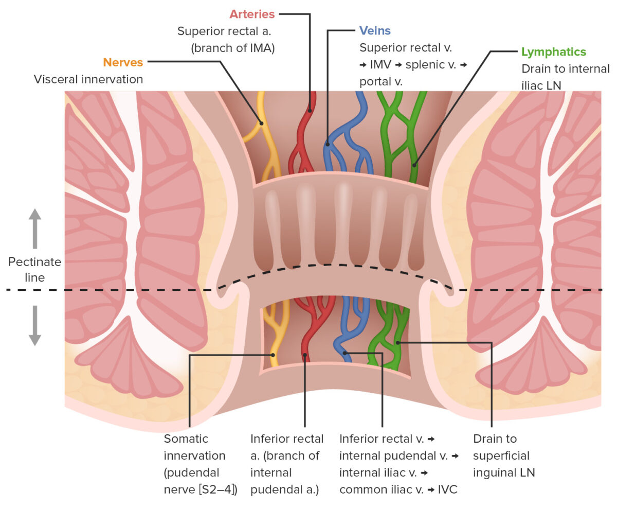 Diferencias en la neurovasculatura anal por encima y por debajo de la línea pectínea