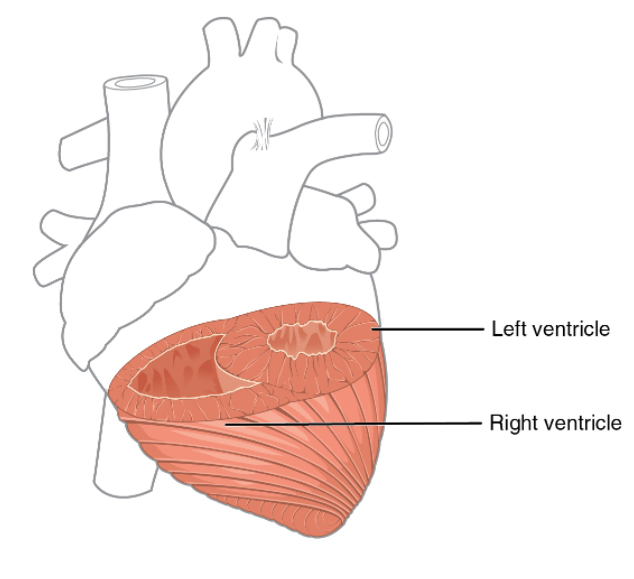 Differences in ventricular thickness