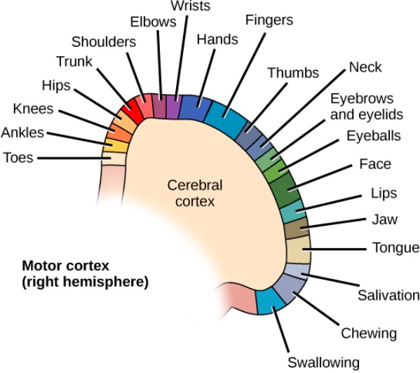 Different parts of the motor cortex control different muscle groups