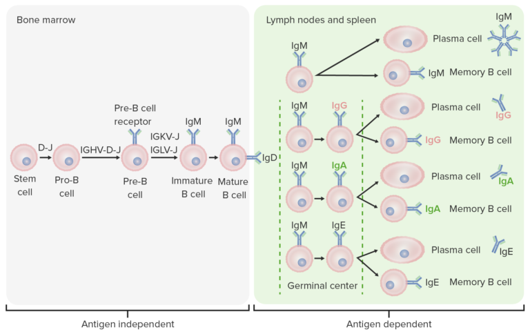 B Cells: Types And Functions | Concise Medical Knowledge