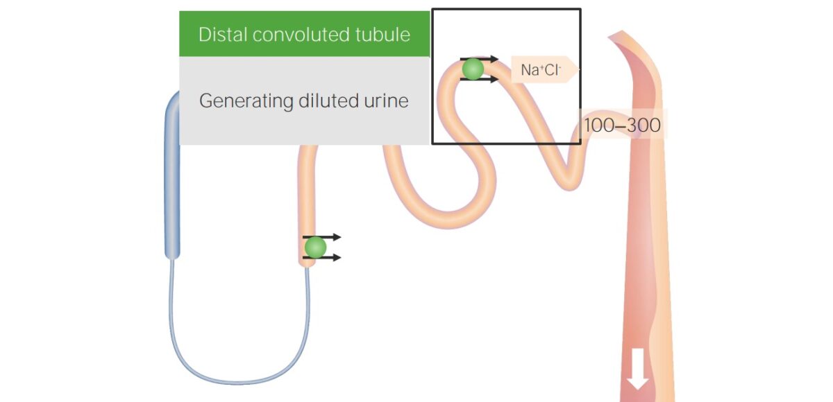 Distal convoluted tubule reabsorption