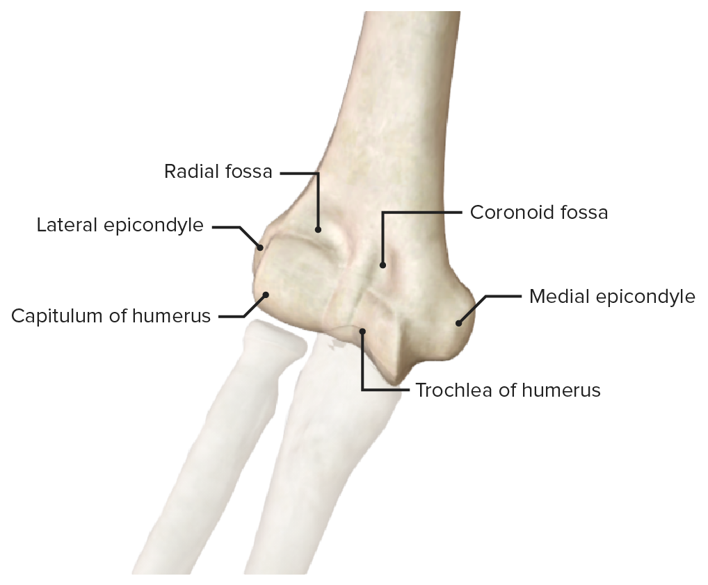 Distal end of the humerus